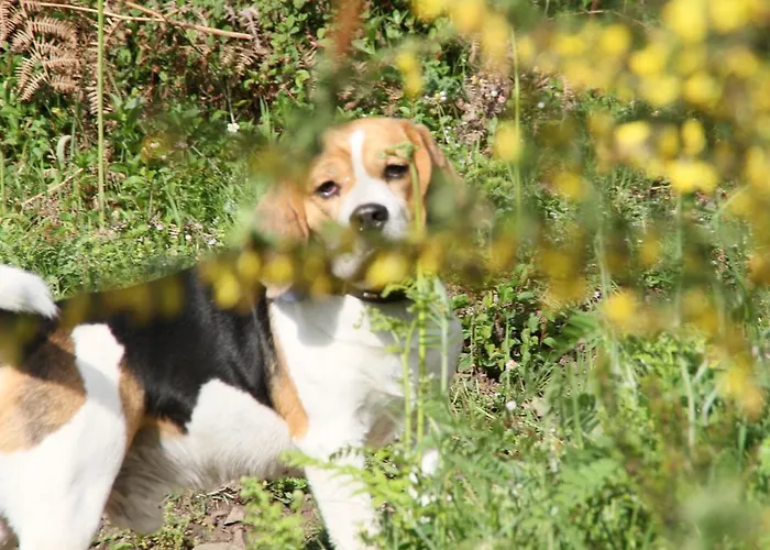 Kallista 1 * San-Giuliano