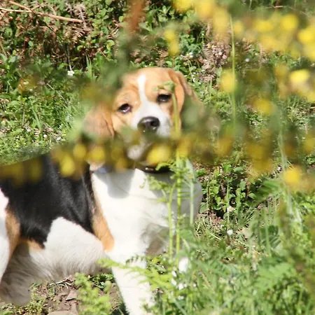 Kallista 1 * San-Giuliano